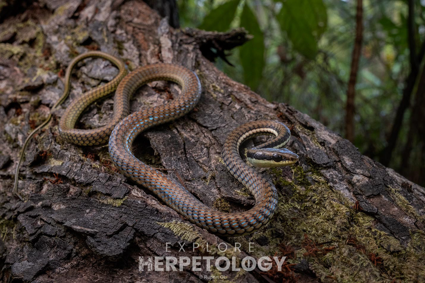 Philippine bronzeback (Dendrelaphis philippinensis)