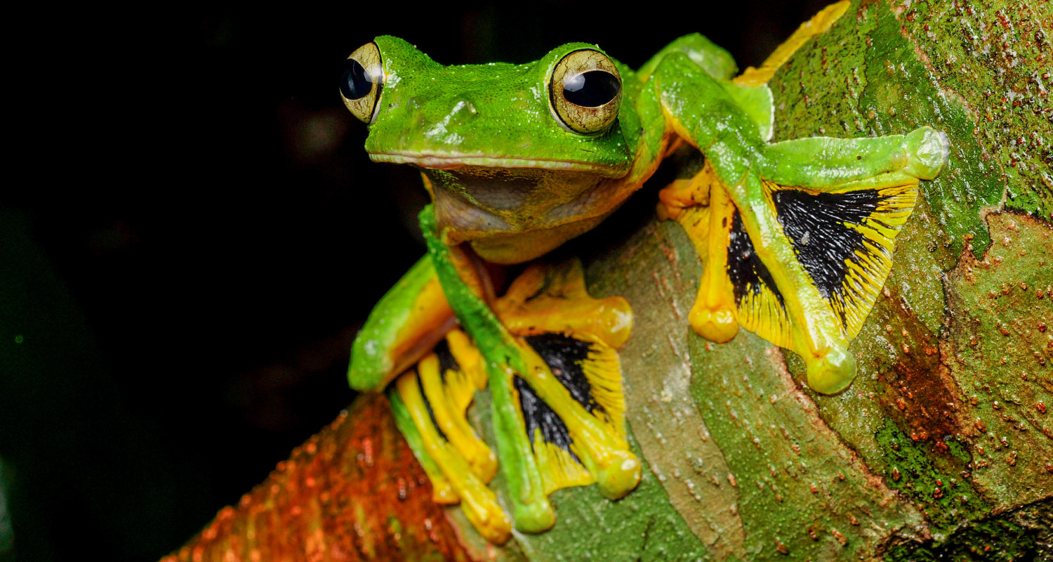 Wallace's flying frog (Rhacophorus nigropalmatus)