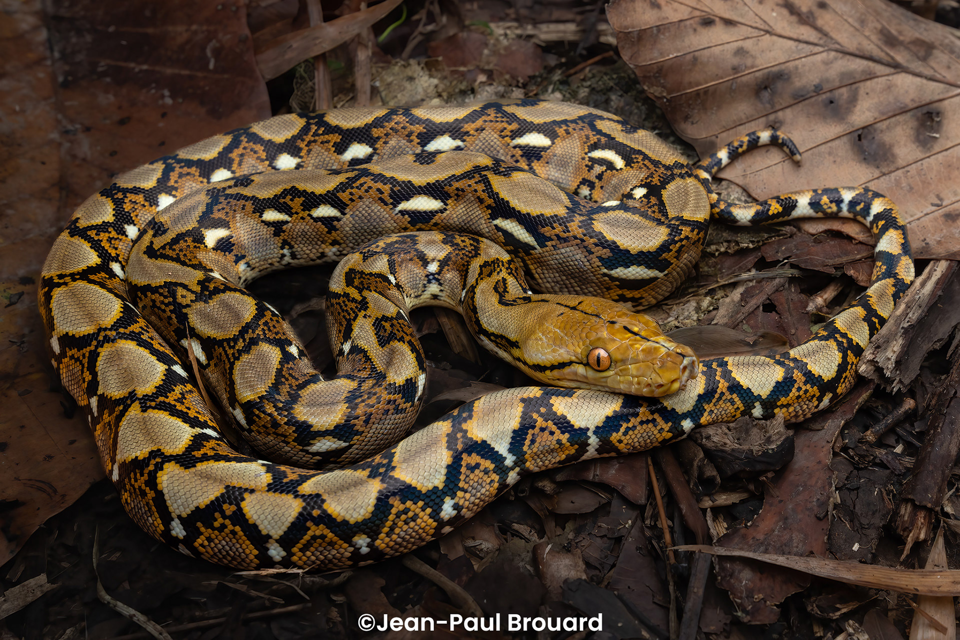 Reticulated python (Malayopython reticulatus).