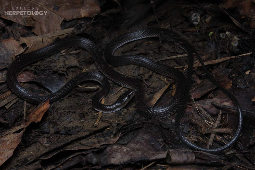Dusky/slender wolf snake (Lycodon albofuscus)