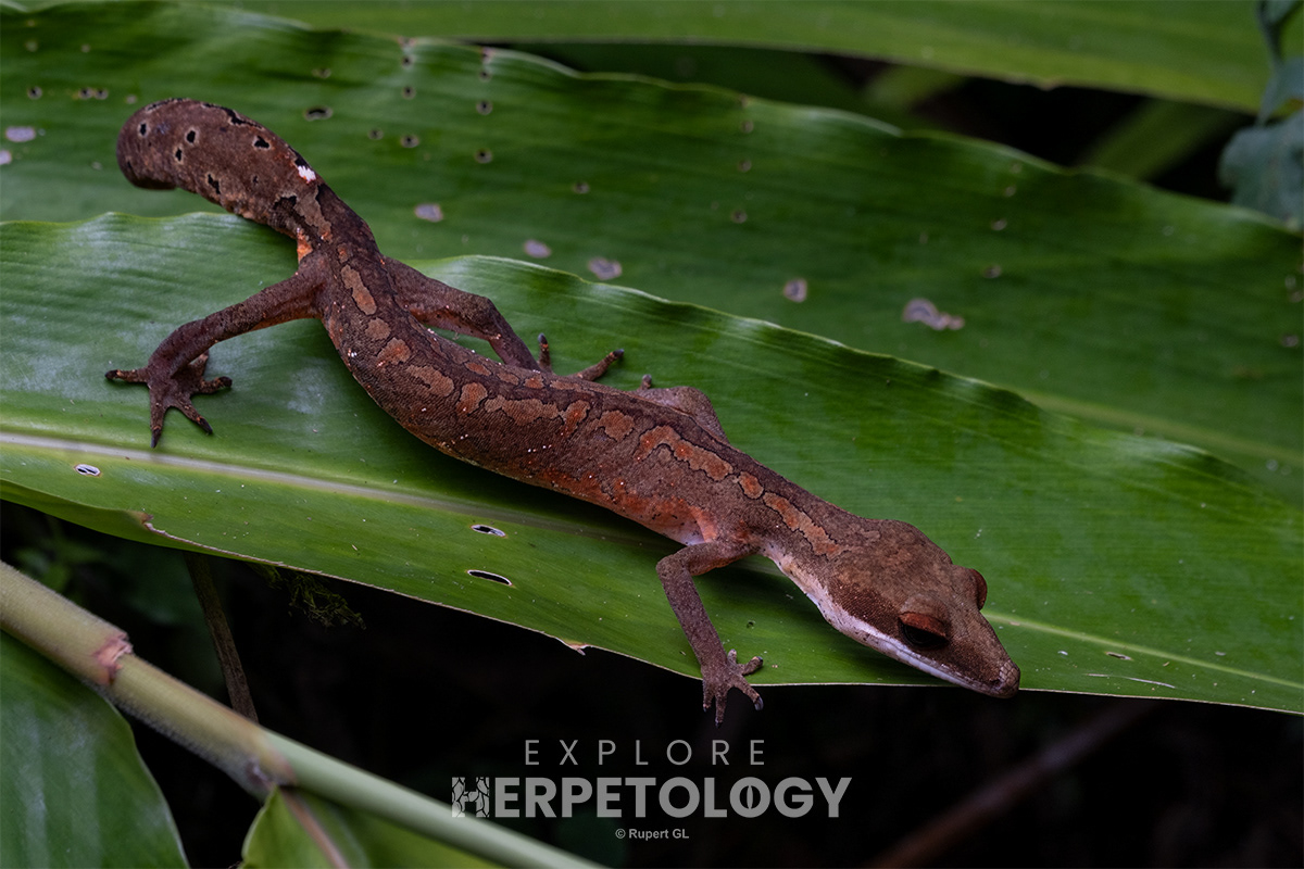 Cat gecko (Aleuroscalabotes felinus).