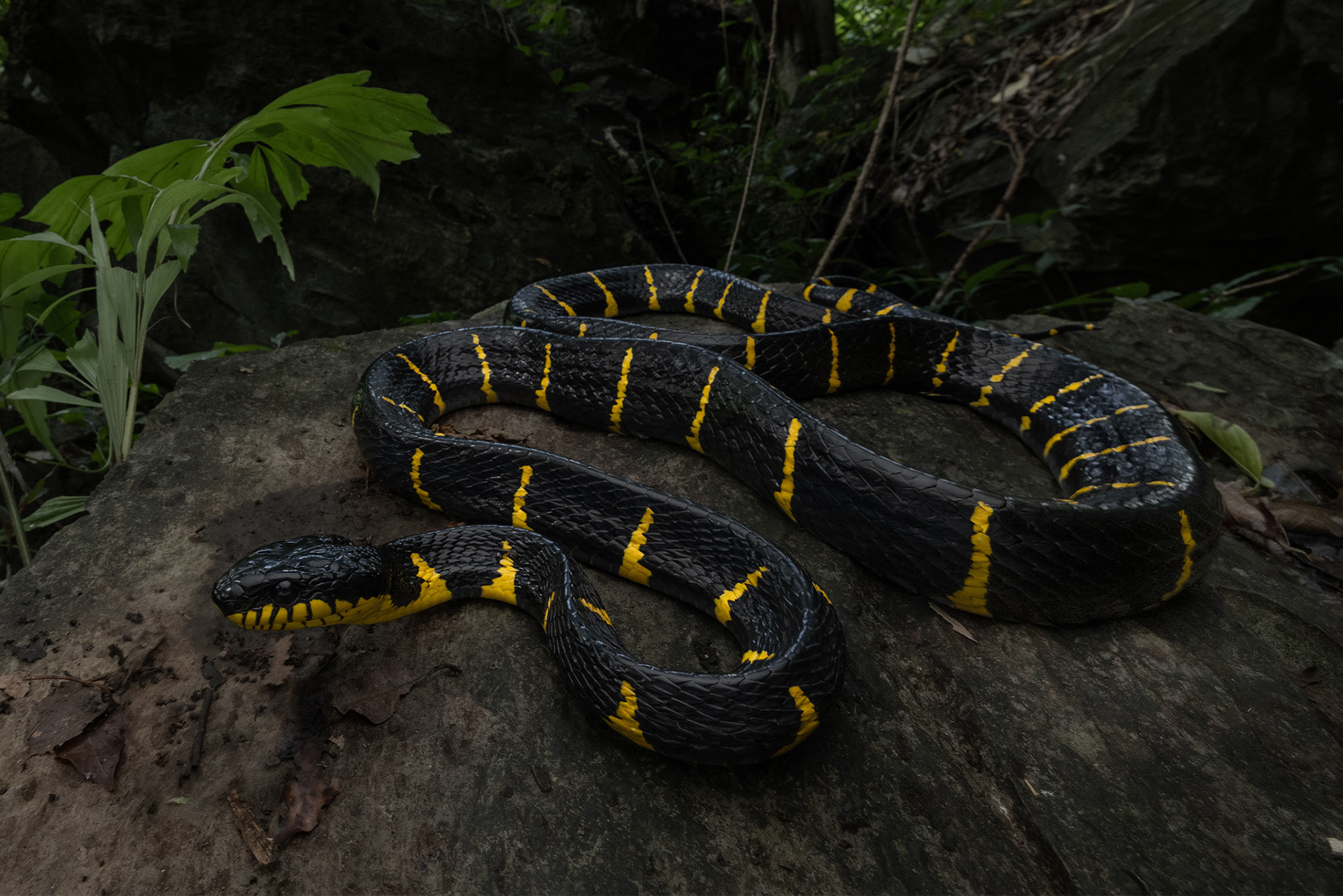 Mangrove cat snake (Boiga melanota)