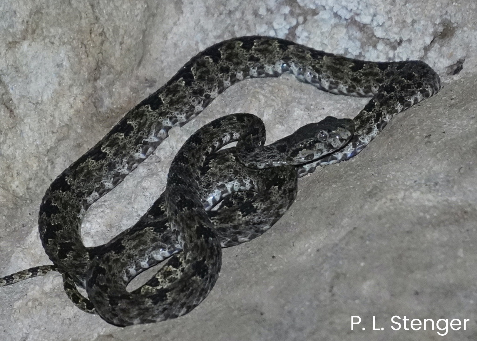 The first images of the undescribed Protobothrops species.