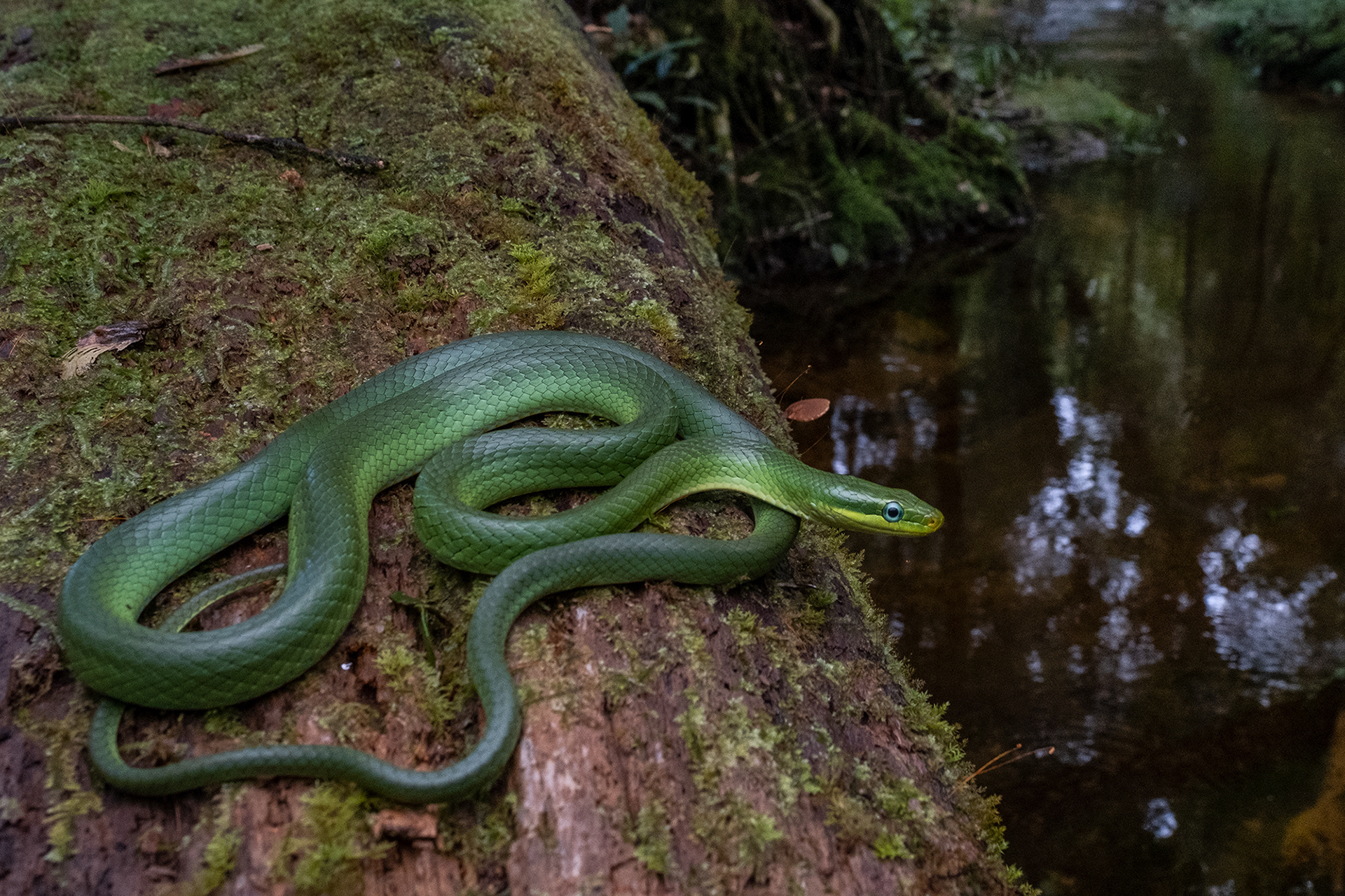 Blue-eyed bamboo ratsnake (Gonyosoma coeruleum).