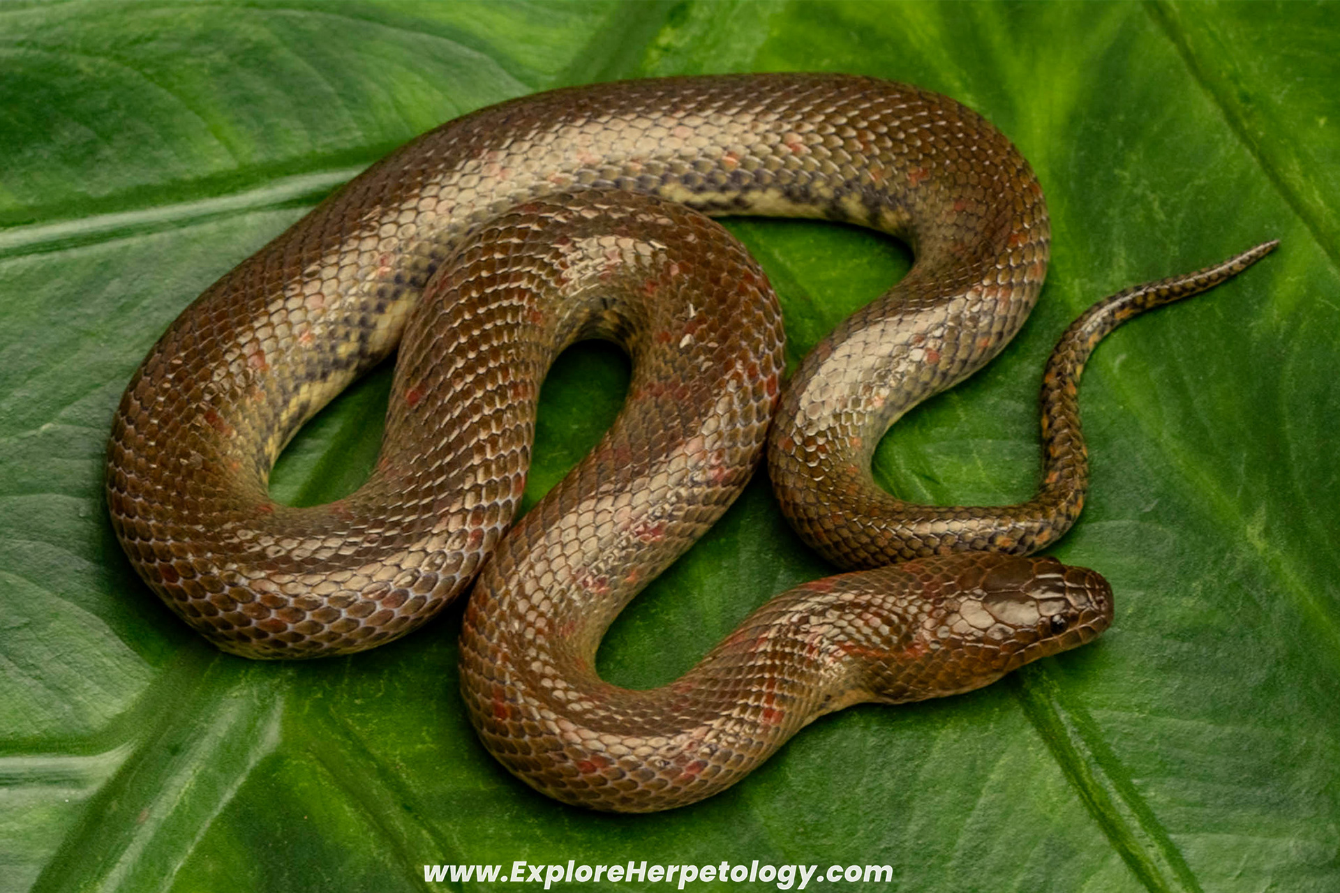 Red-spotted mud snake (Sumatranus albomaculatus).