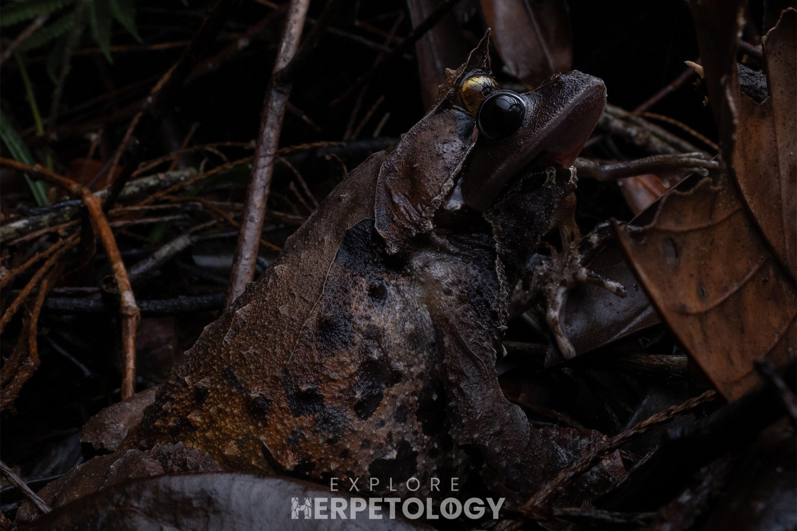 Pelobatrachus kobyashii predating Leptobrachium monticola