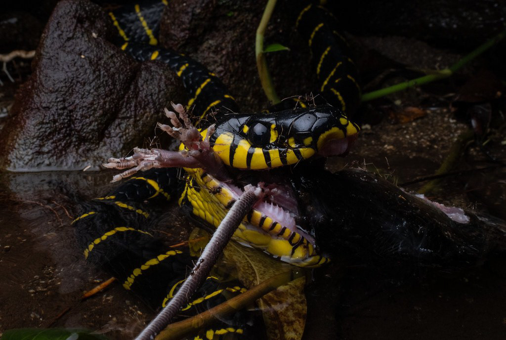 Mangrove cat snake (Boiga dendrophila annectens)