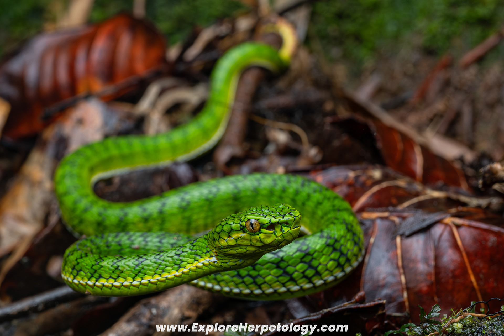 Malcolm's pit viper (Trimeresurus malcolmi).