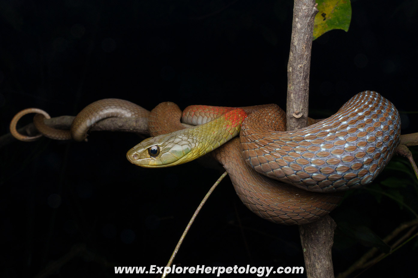 Herller's red-necked keelback (Rhabdophis helleri).