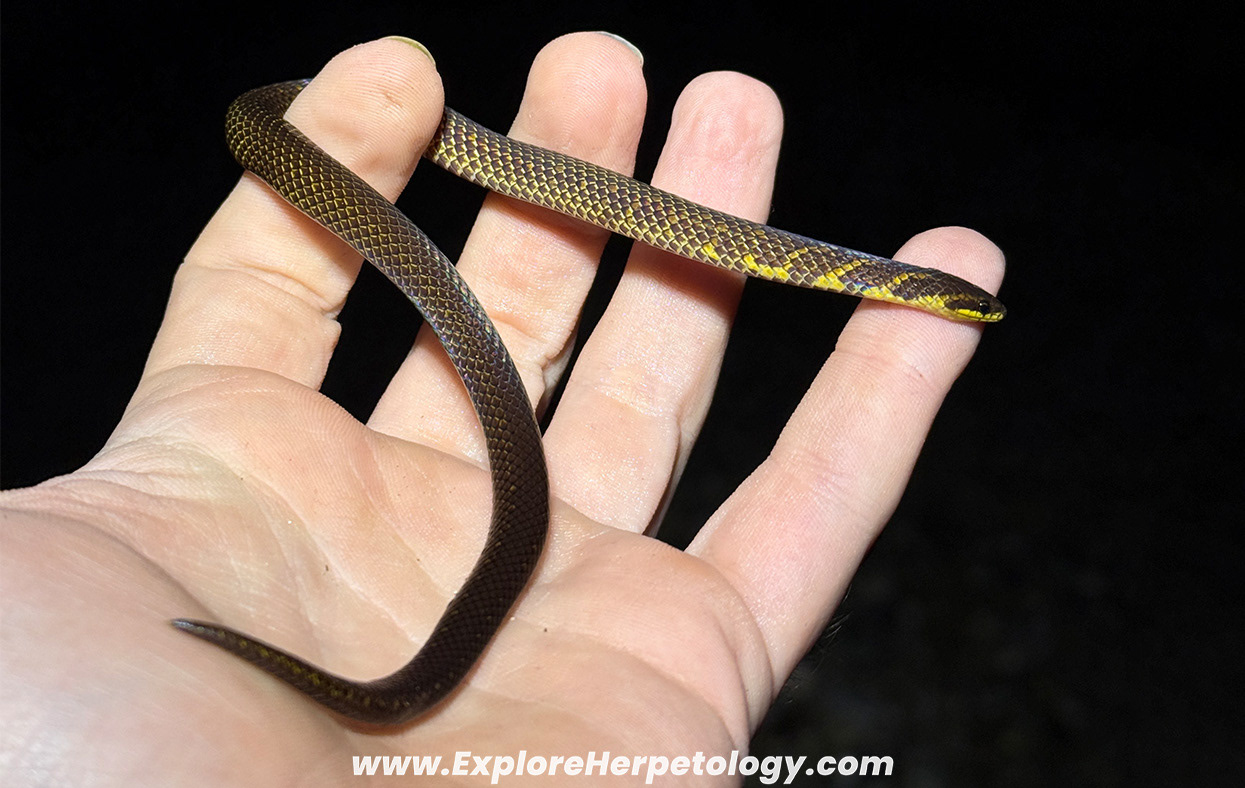 Schulz's reed snake (Macrocalamus schulzi).
