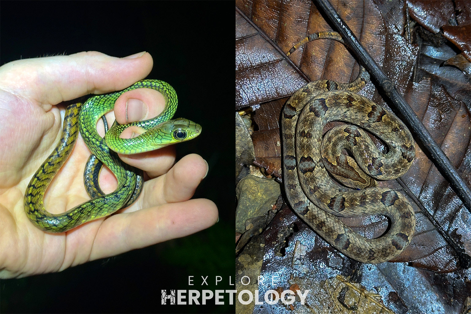 Left: Ptyas fusca. Right: Oligodon purpurascens.