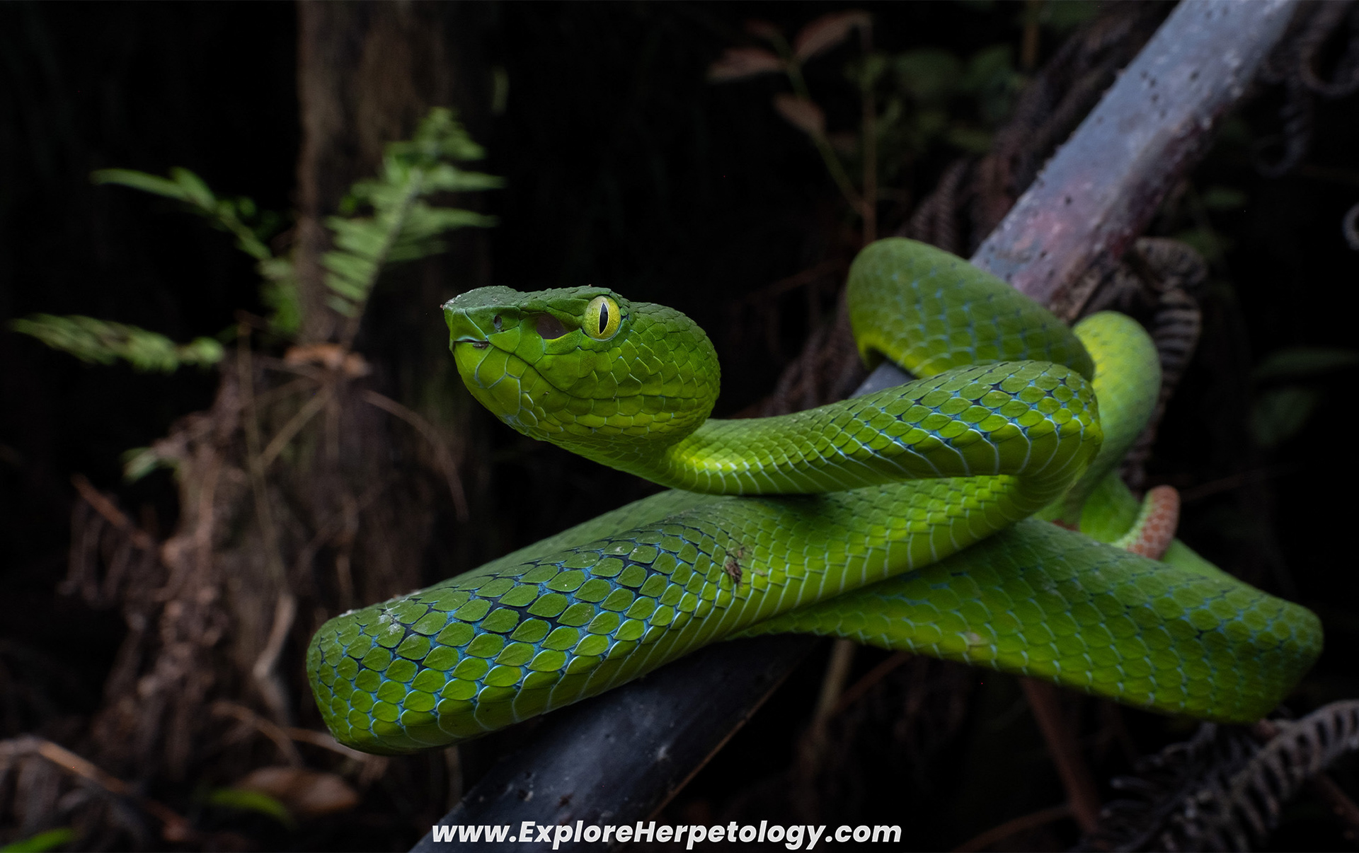 Thai-peninsula pit viper (Trimeresurus sabahi fucatus).