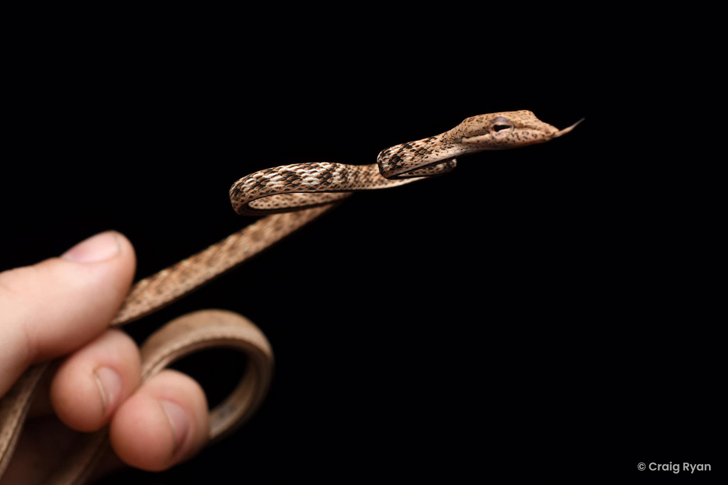 Speckle-headed vine snake (Ahaetulla fasciolata).