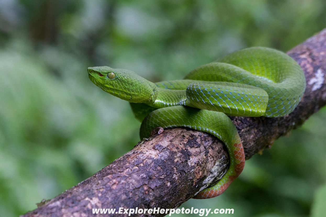 Thai peninsula pit viper (Trimeresurus sabahi fucatus).