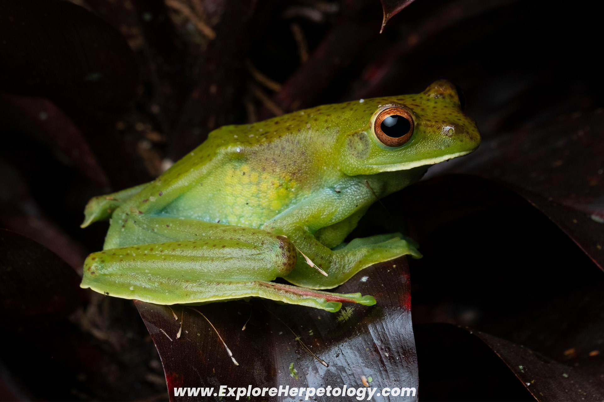 Jade flying frog (Zhangixalus prominanus).