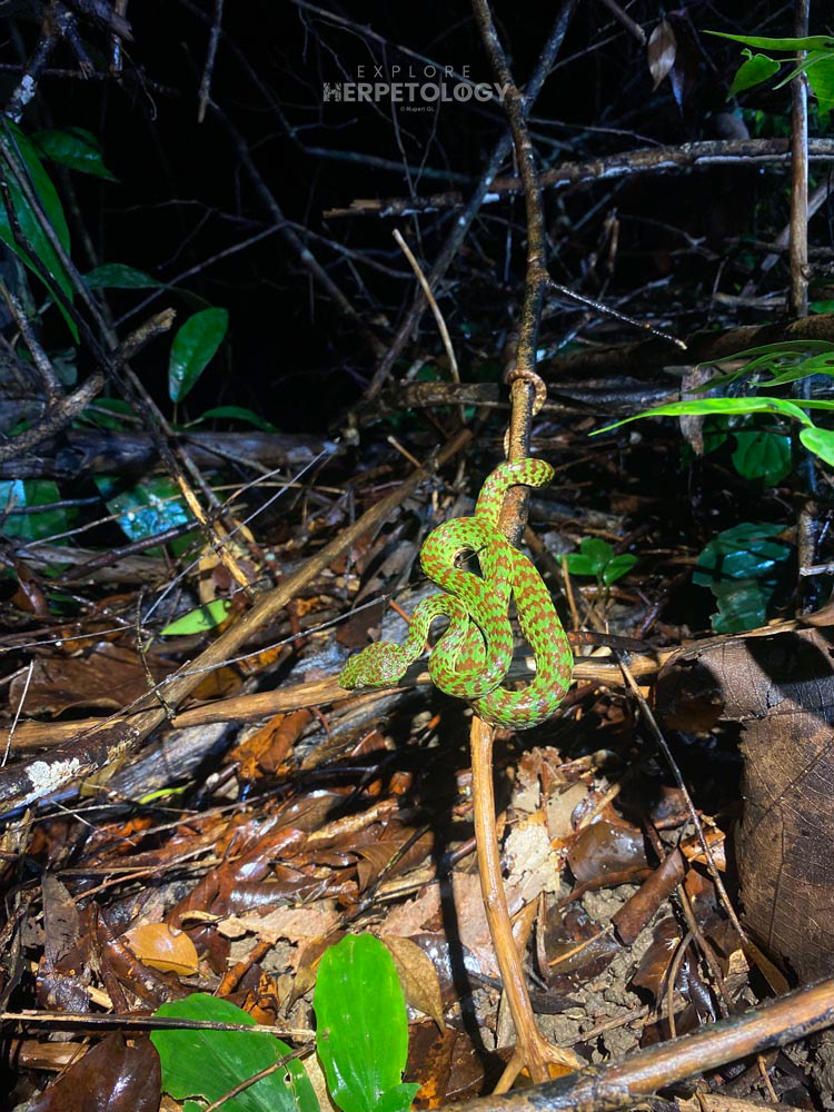 Beautiful pit viper (Trimeresurus venustus) in-situ