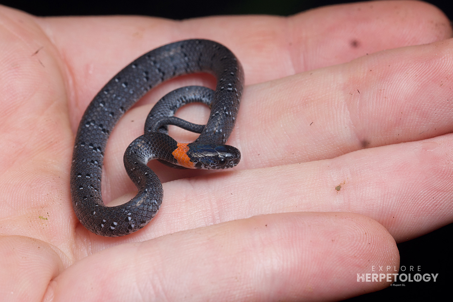 White-spotted slug snake (Pareas margaritophorus)