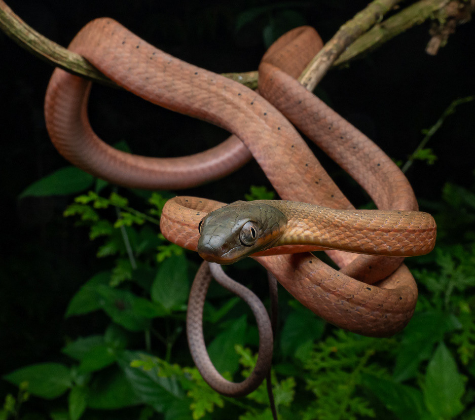 Dark-headed cat snake (Boiga nigriceps).