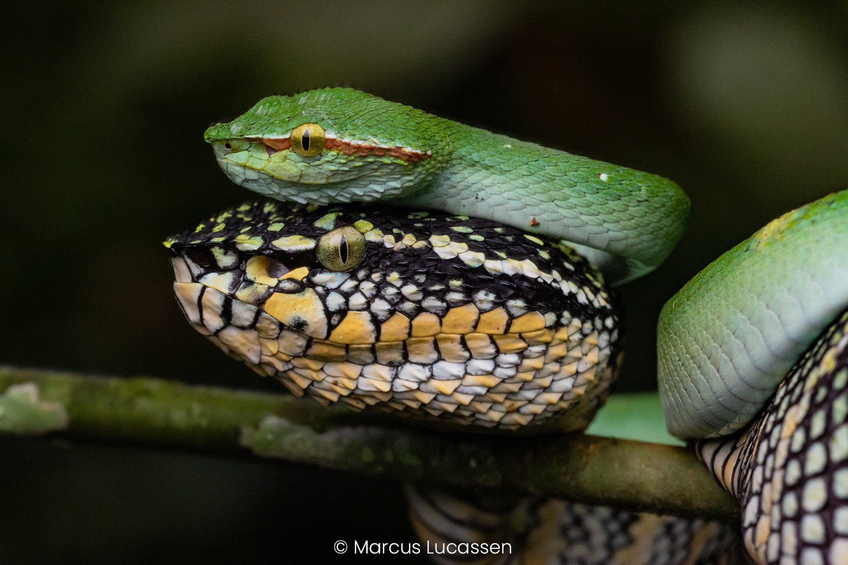 Courting Wagler's pit vipers (Tropidolaemus wagleri).