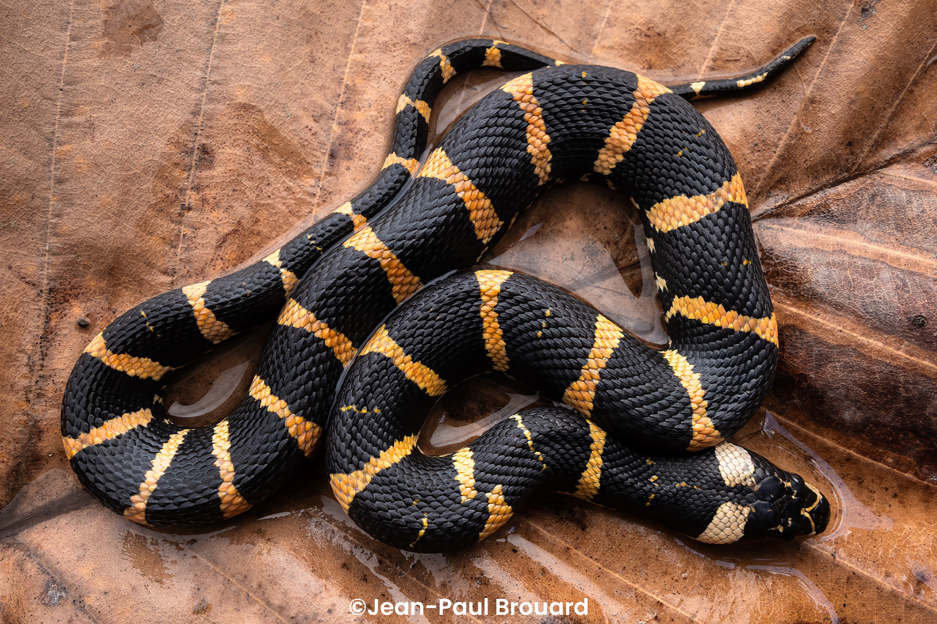 Black-ventered mud snake (Homalopsis nigroventralis).
