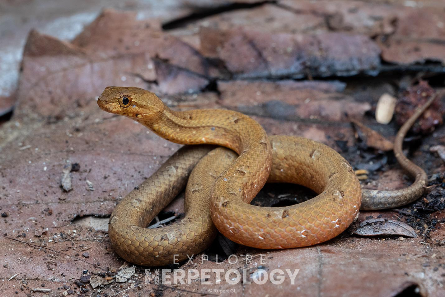 Mock viper (Psammodynastes pulverulentus)