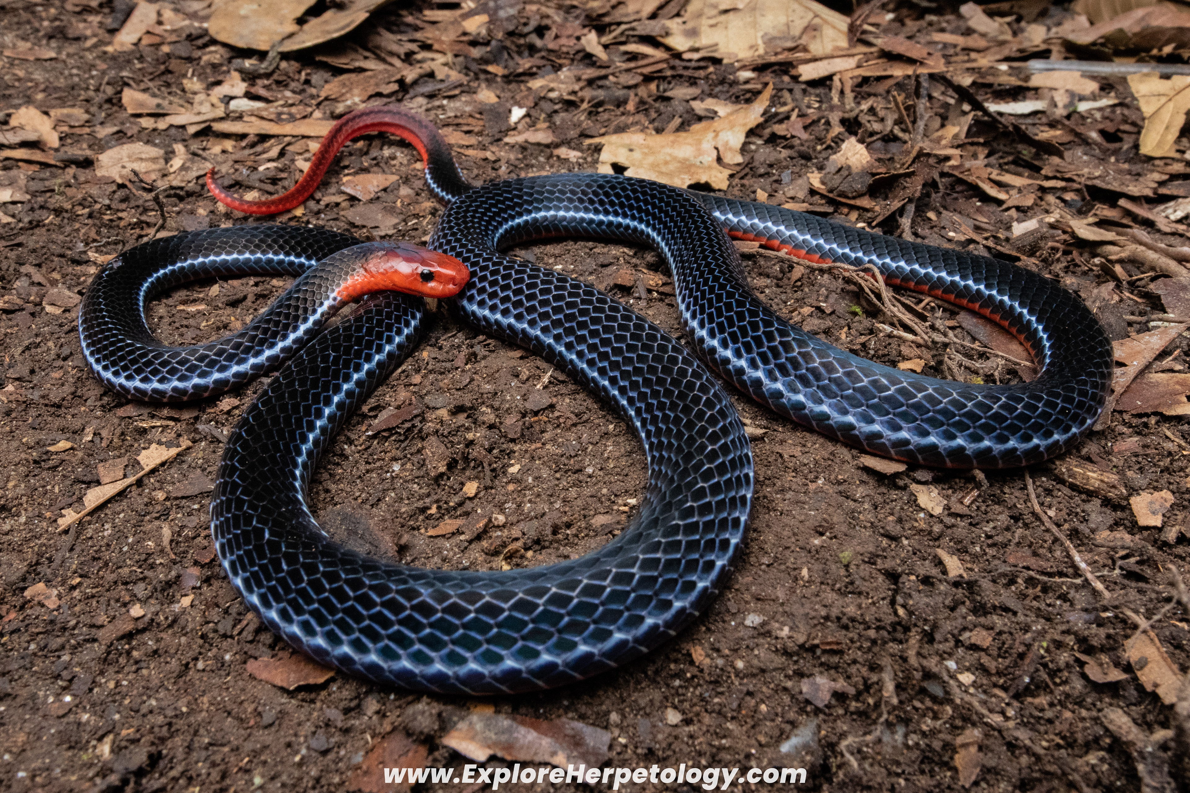 Blue coral snake (Calliophis bivirgata).