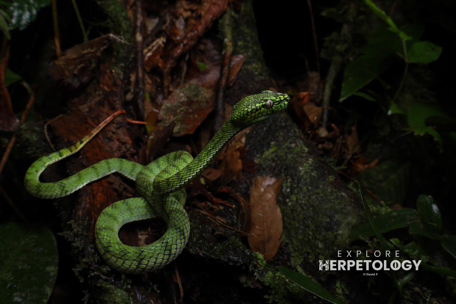 Sumatran pit-viper (Trimeresurus sumatranus)