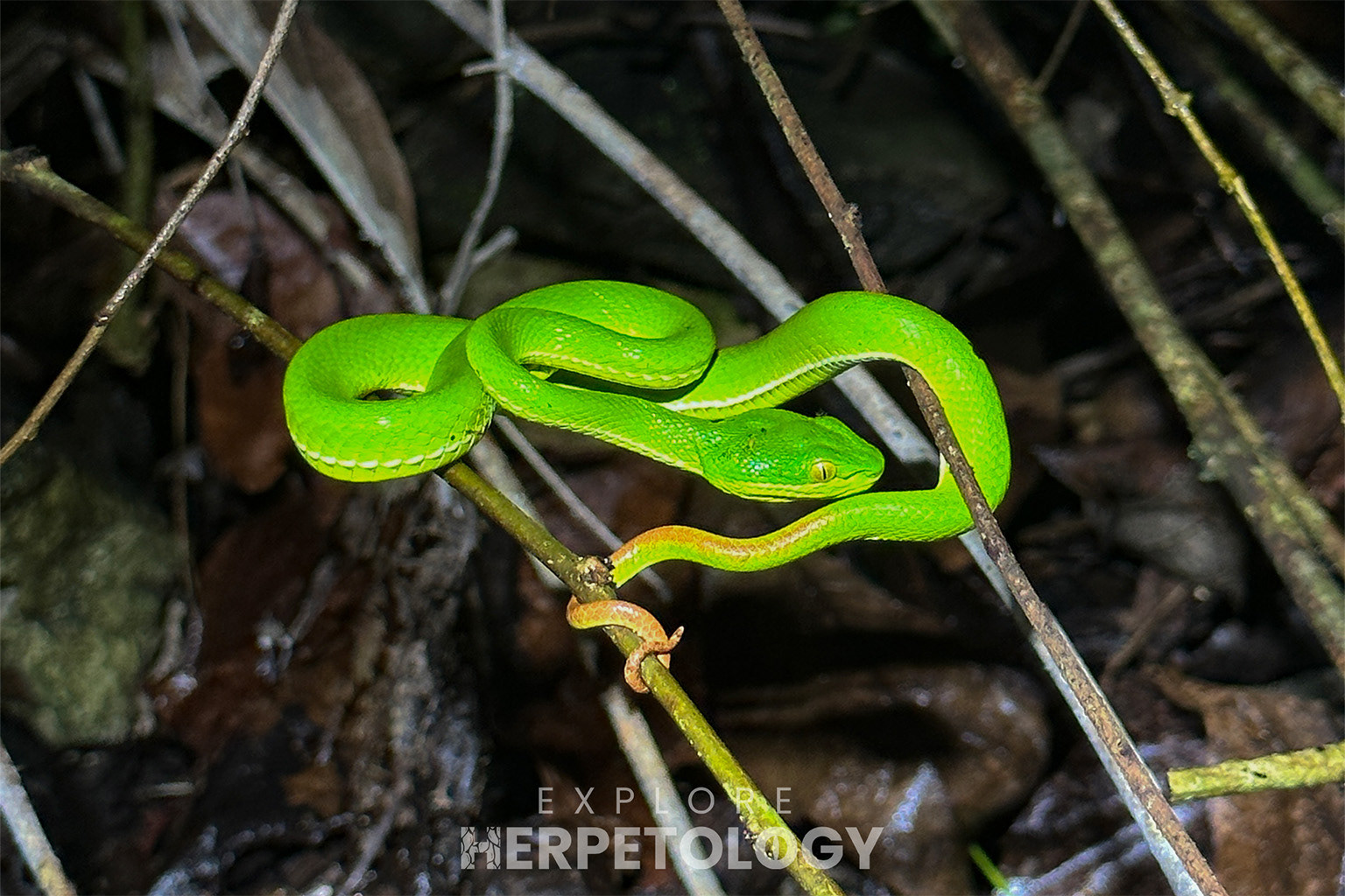 In-situ juvenile Trimeresurus albolabris.