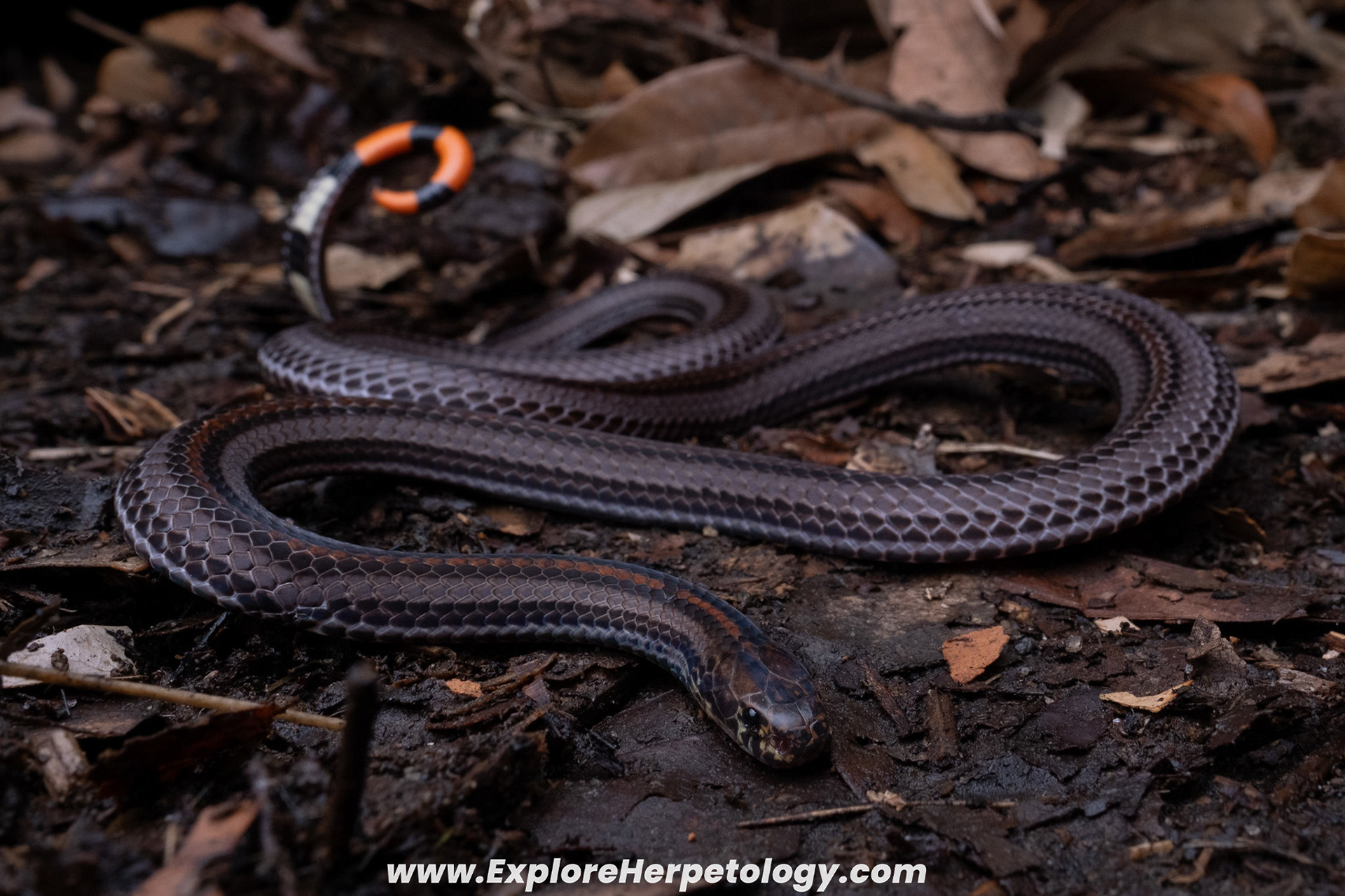Malayan banded coral snake (Calliophis intestinalis).