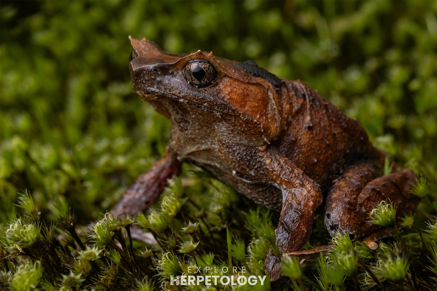 Sumatran horned frog (Megophrys parallela)