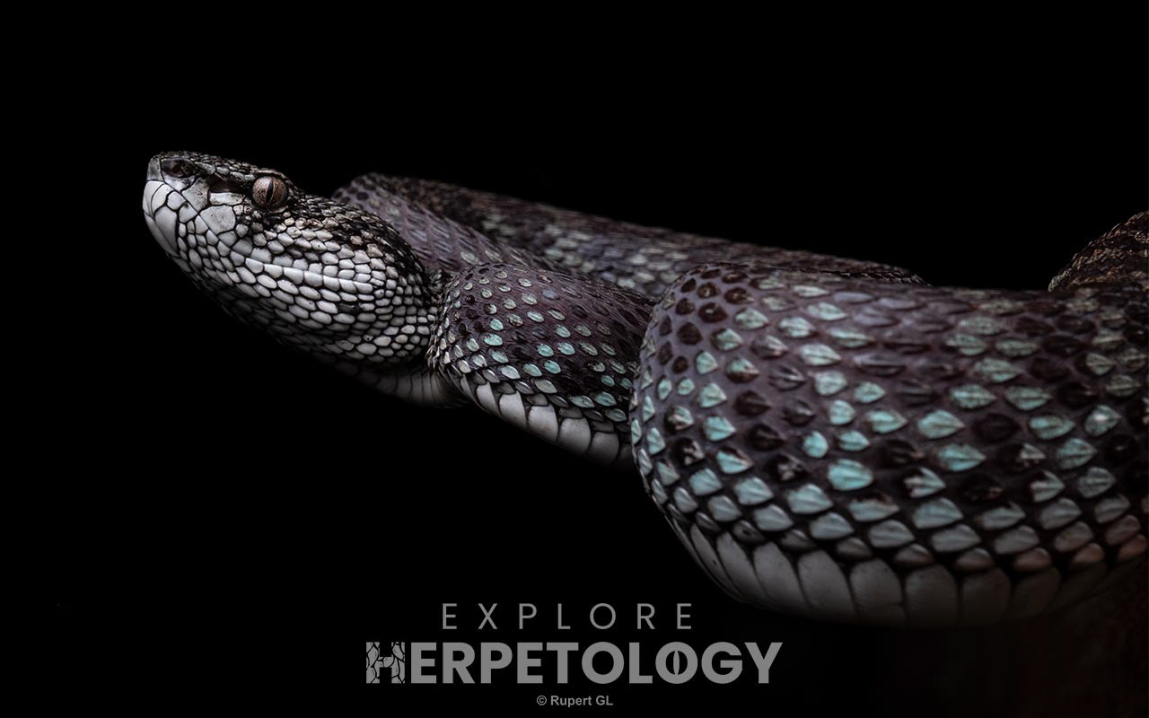 Mangrove pit viper (Trimeresurus purpureomaculatus)