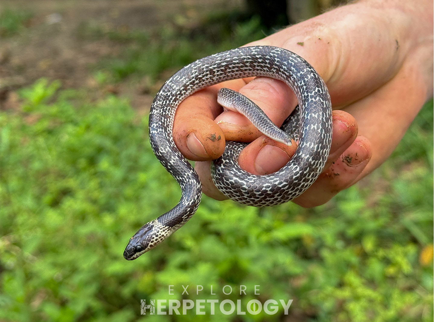 Common wolf snake (Lycodon capucinus).