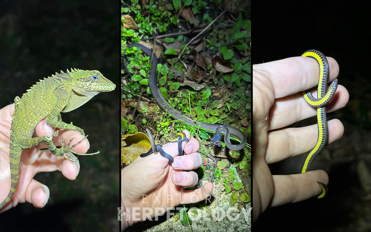 Left to right: Malayodracon robinsonii, snake party, ventral of Macrocalamus emas