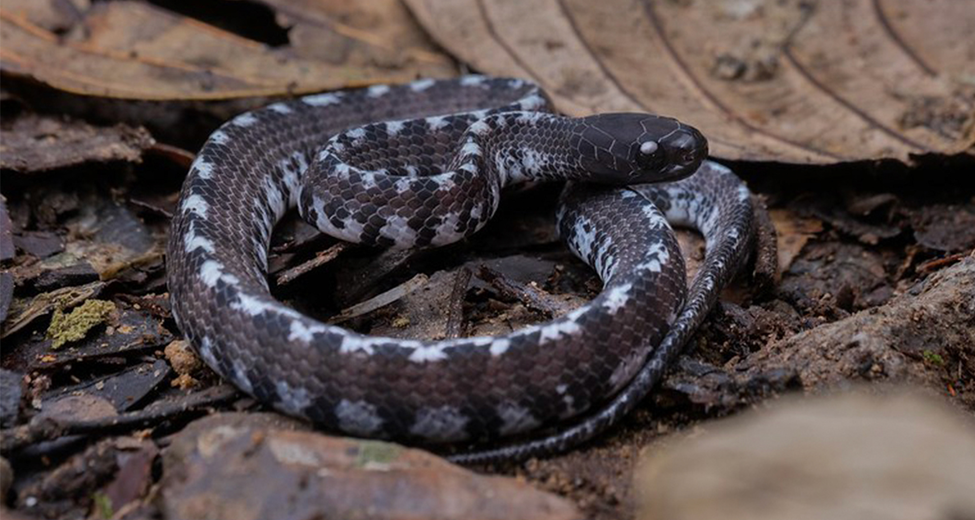 Jamil's slug snake (Asthenodipsas jamilnaisi)