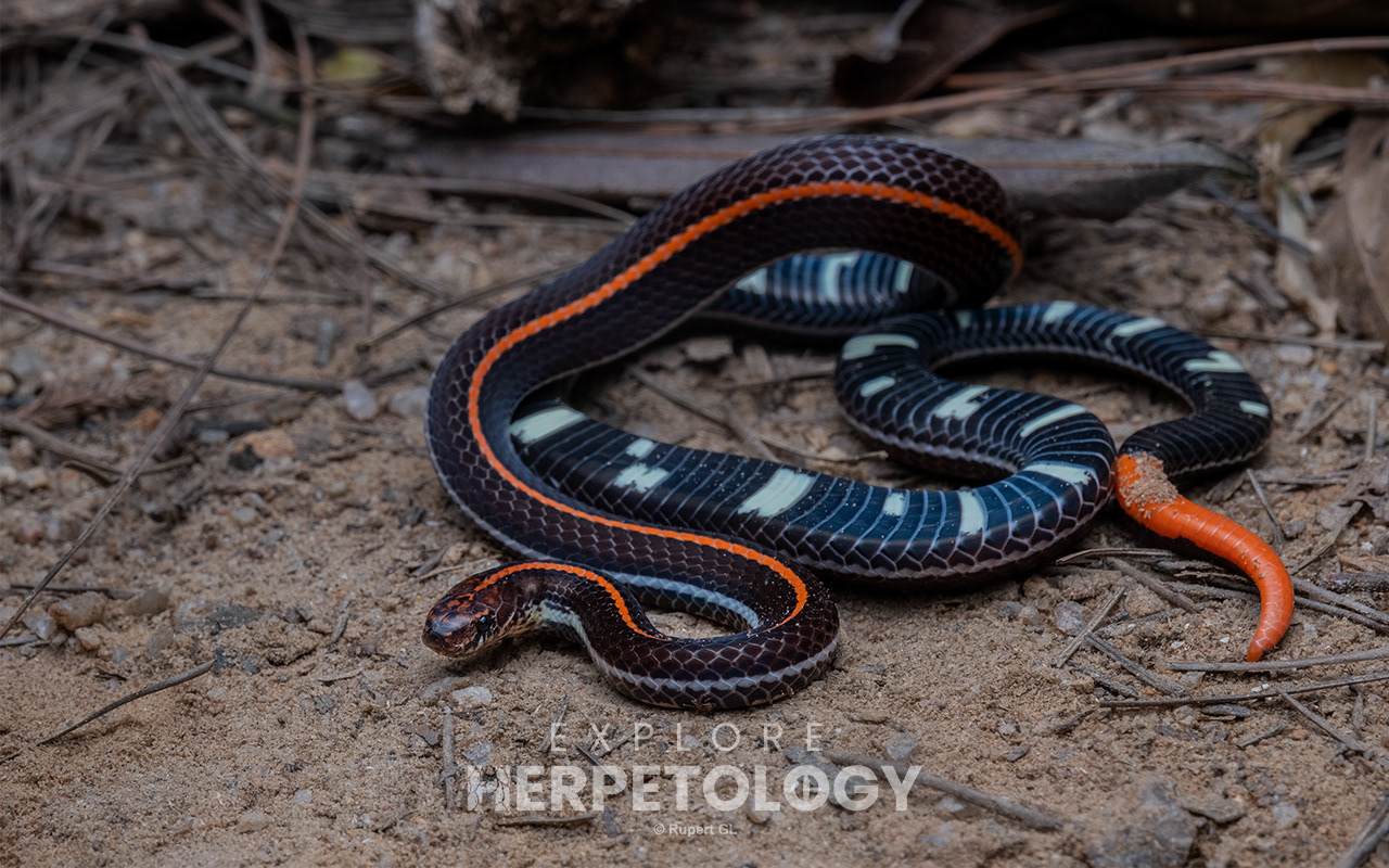 Malayan banded coral snake (Calliophis intestinalis)