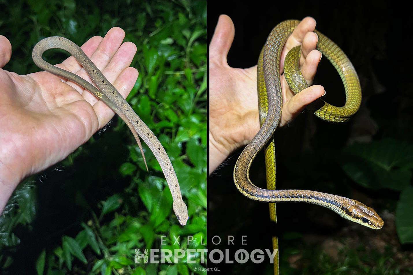 Left: Psammodynastes pulverulentus. Right: Dendrelaphis philippiensis.