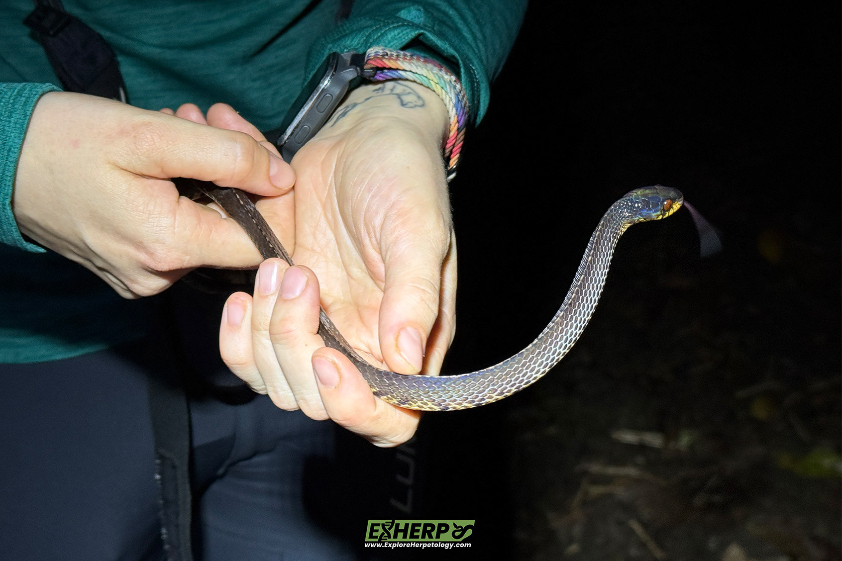Huge Sumatran slug snake (Asthenodipsas tropidonotus).