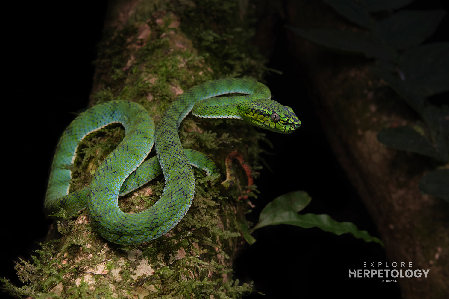 Sumatran pit-viper (Trimeresurus sumatranus)