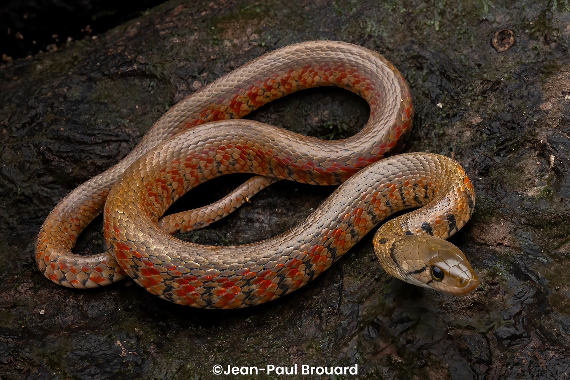Yellow-spotted keelback (Fowlea flavipunctatus).