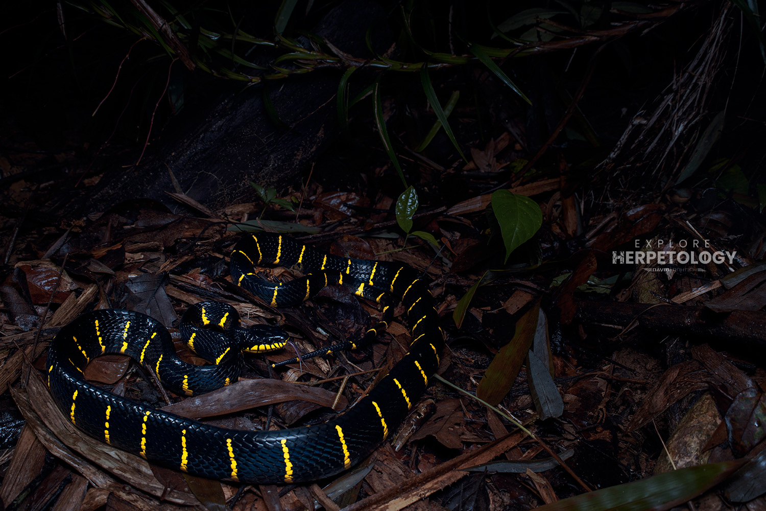 Mangrove cat snake (Boiga melanota)