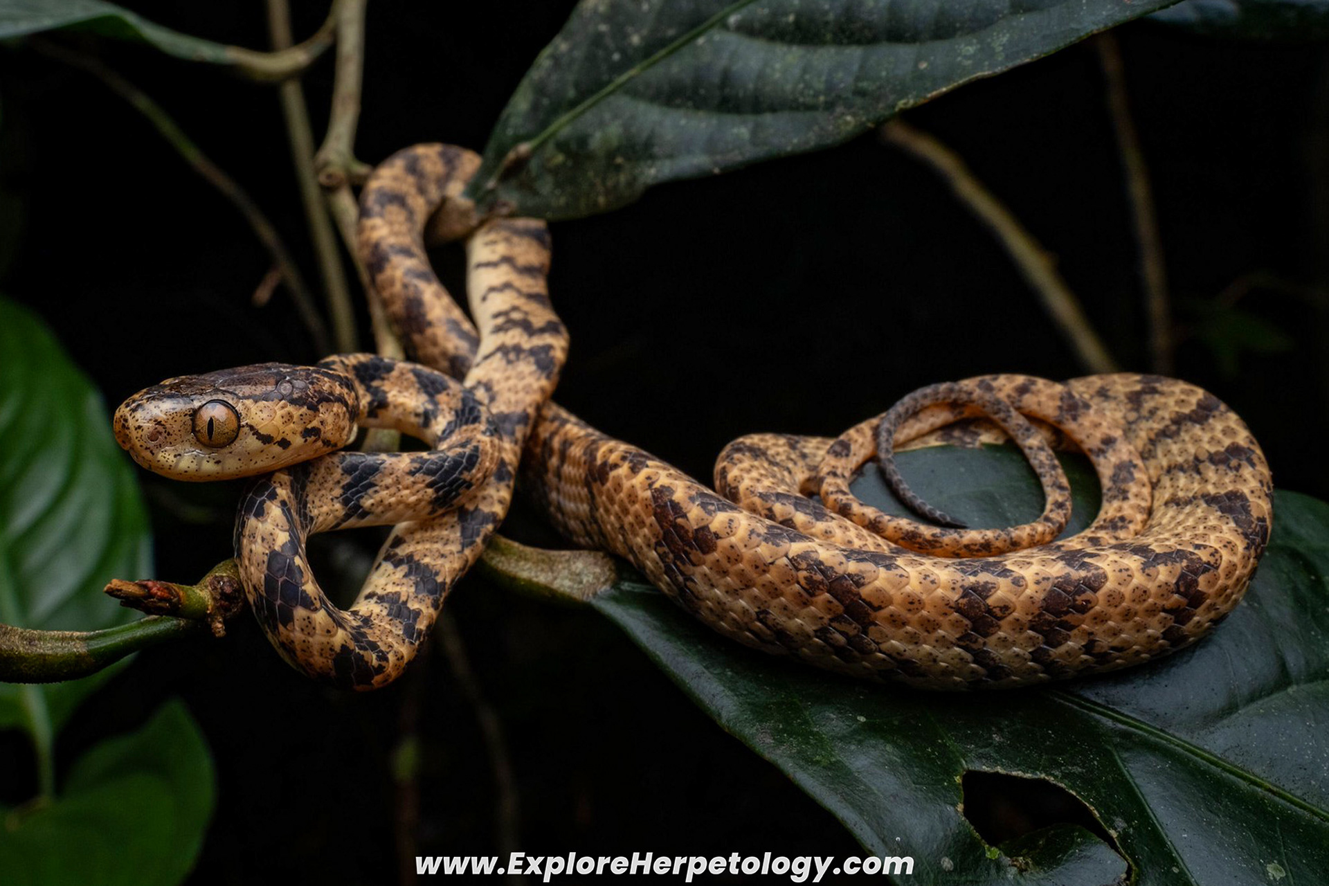 Taiwanese slug snake (Pareas cf. formosanus).