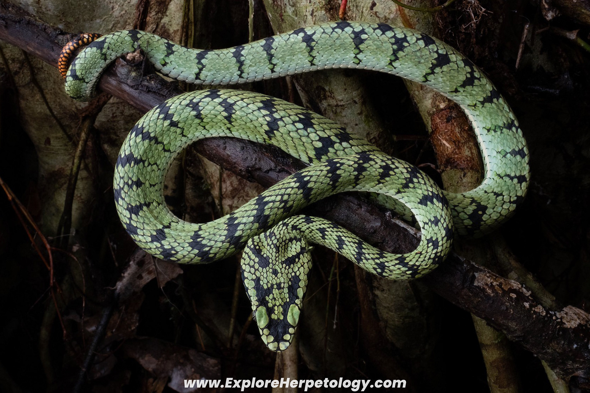 Sumatran pit viper (Trimeresurus sumatranus).