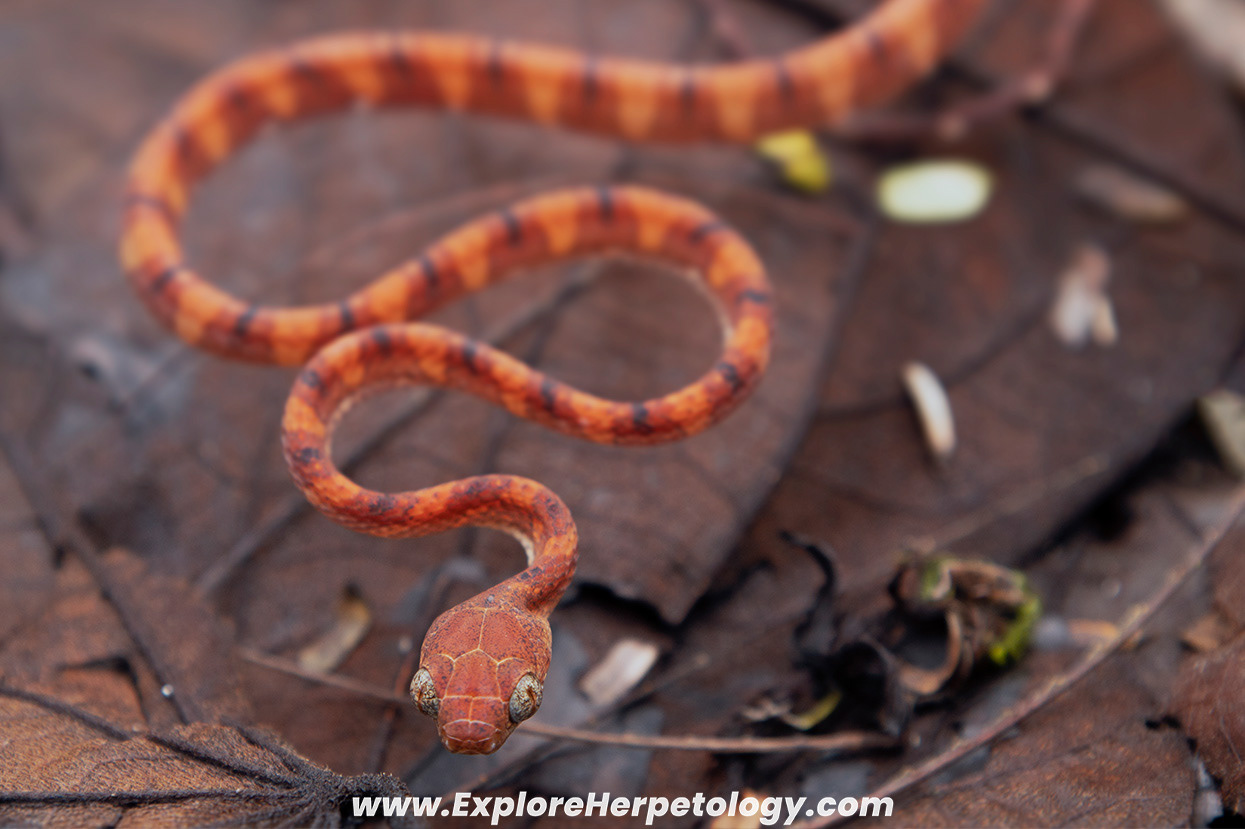 White-spotted cat snake (Boiga drapiezii).