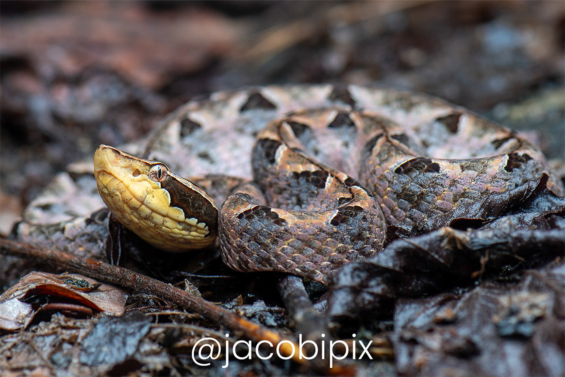 Malayan pit viper (Calloselasma rhodostoma).