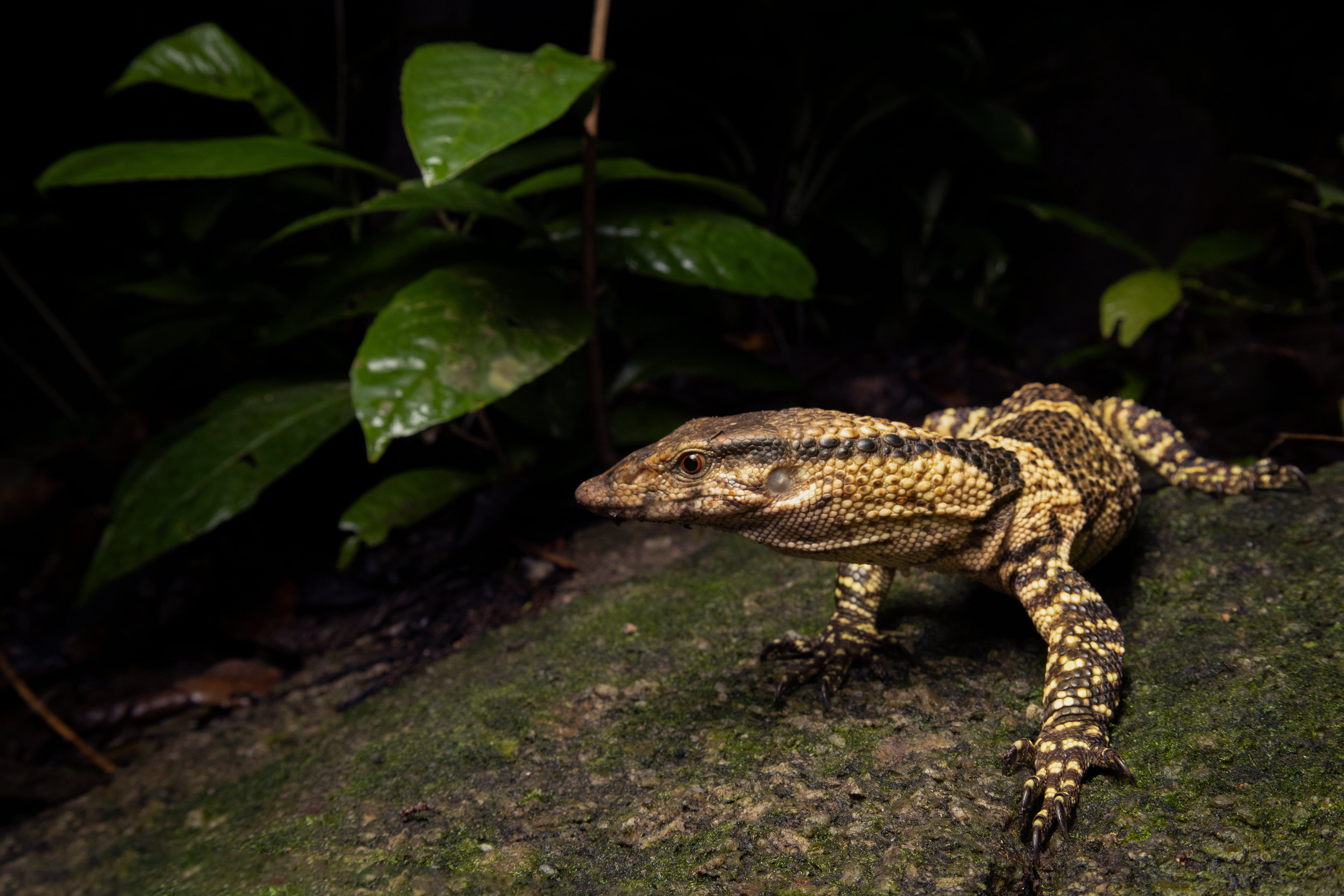Dumeril's monitor (Varanus dumerilii)