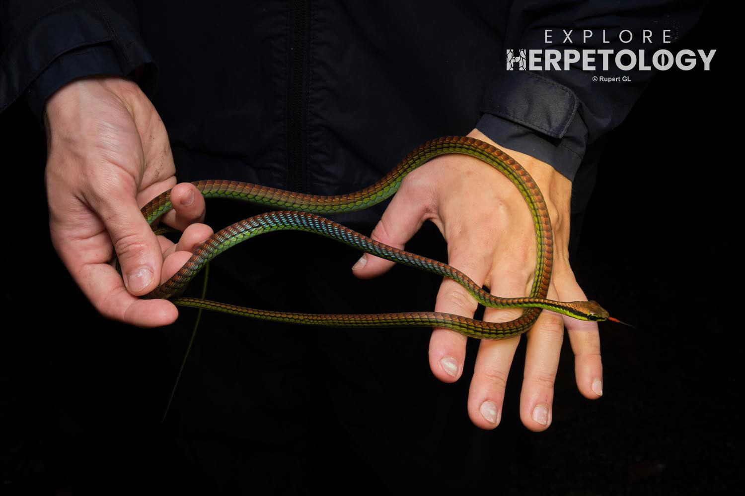 Elegant bronzeback (Dendrelaphis formosus)