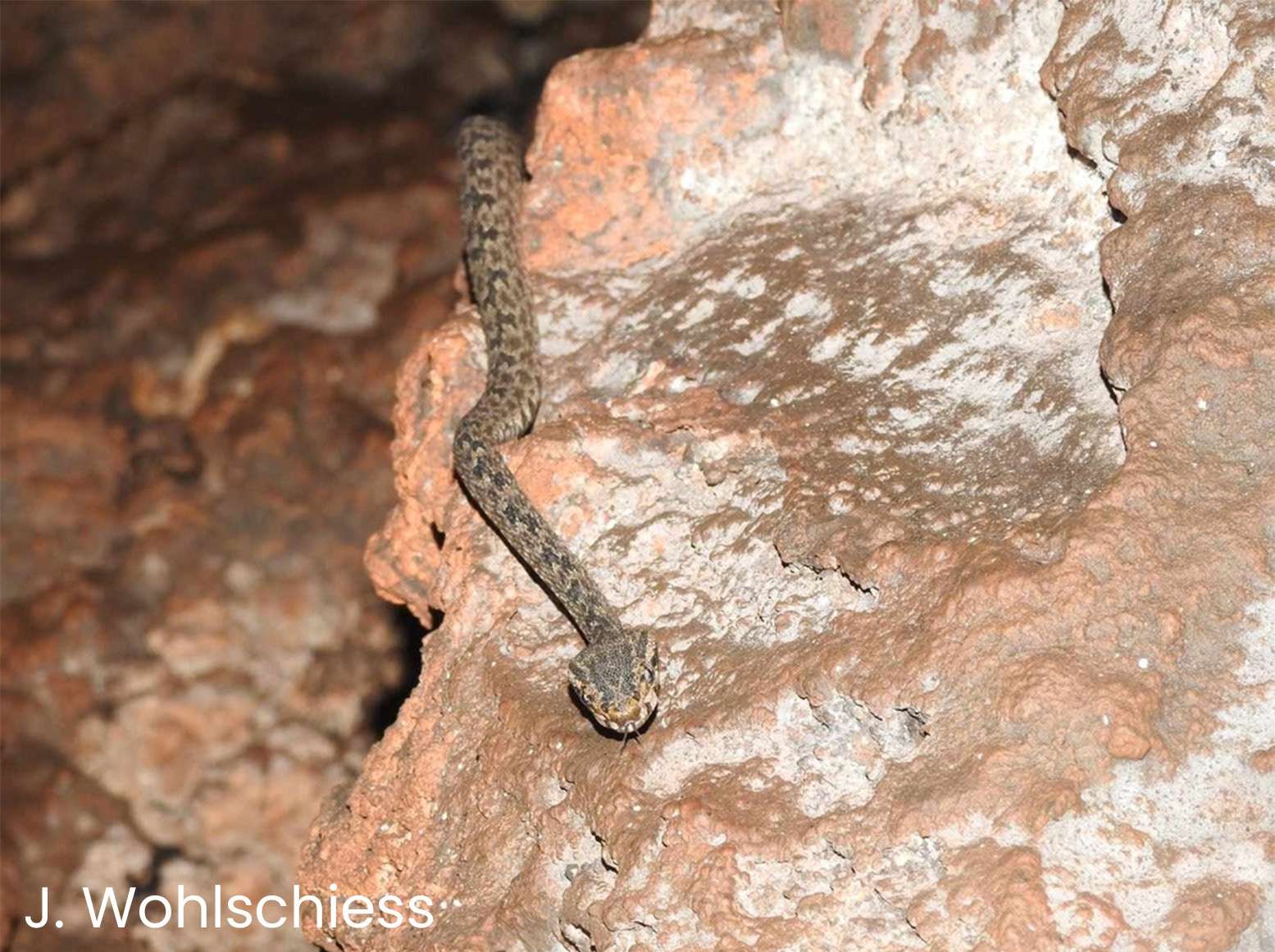 The second observation of the new Protobothrops species.