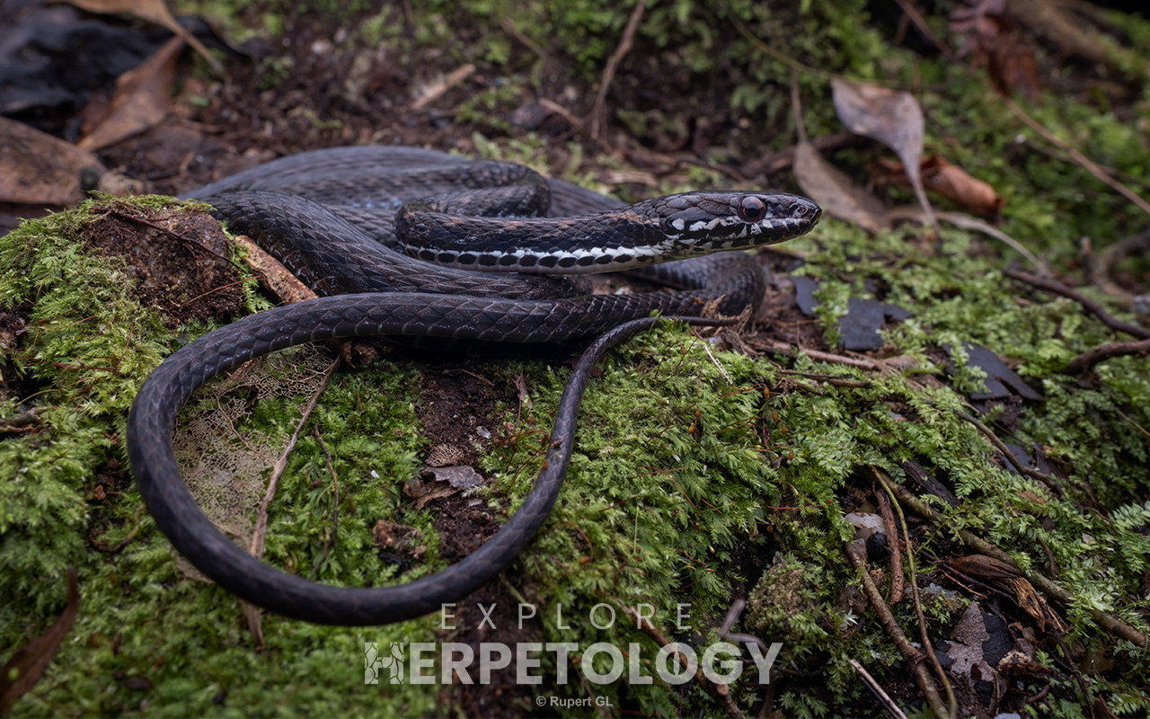 Malayan mountain keelback (Hebius inas)