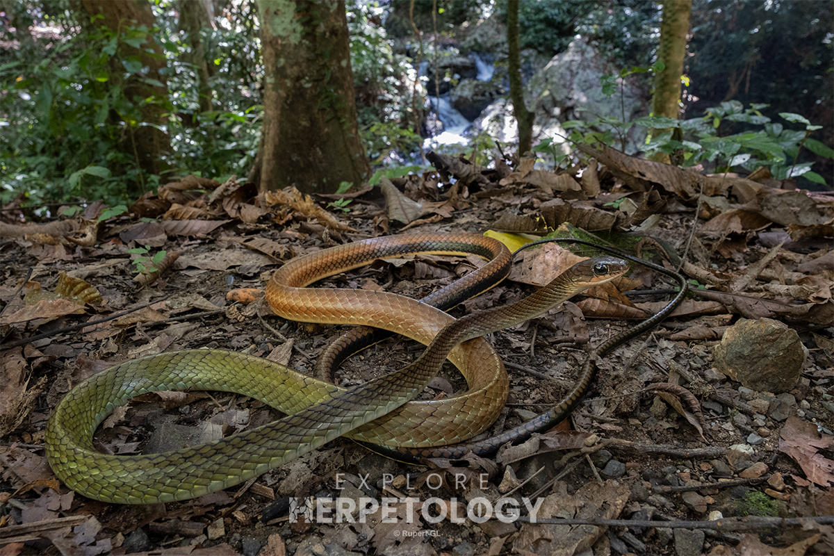White-bellied rat snake (Ptyas fusca).