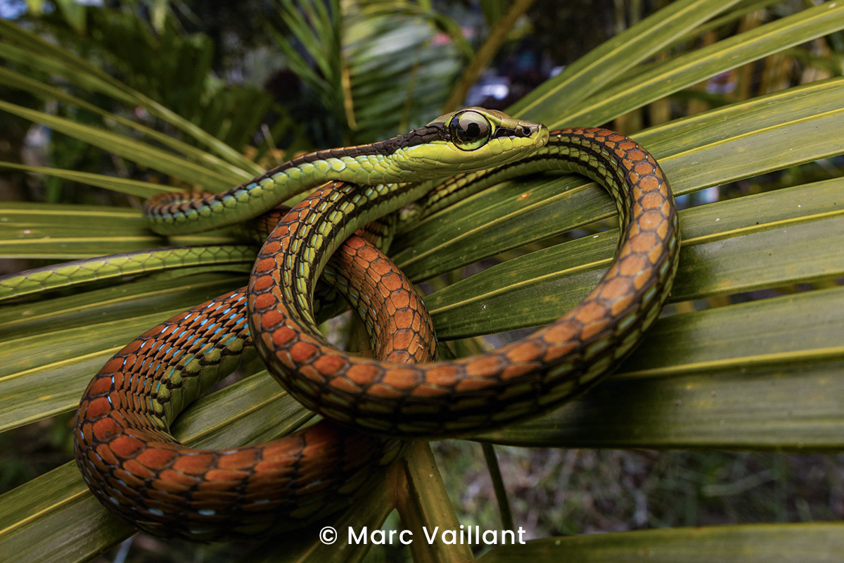 Elegant bronzeback (Dendrelaphis formosus).